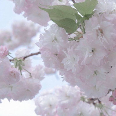 Furry插画风格探索福瑞群